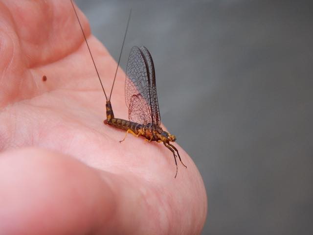 Click thumbnail for larger image
