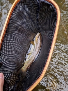 Brown Trout Brown Trout